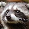 Profile picture of Soup
